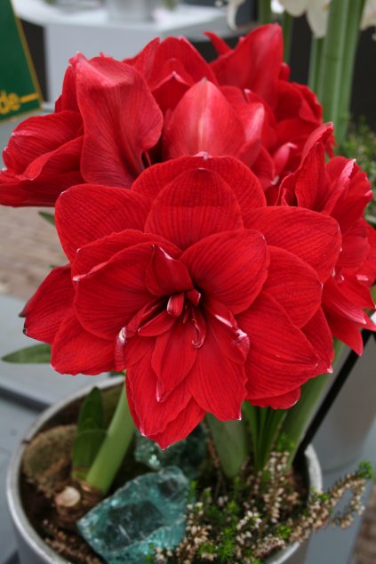 amaryllis AMARANTIA