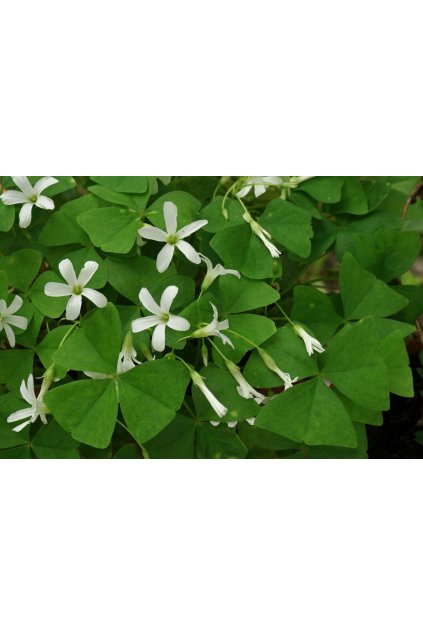 Oxalis papilionacea