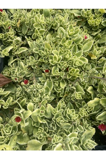 Aptenia cordifolia variegata (2)