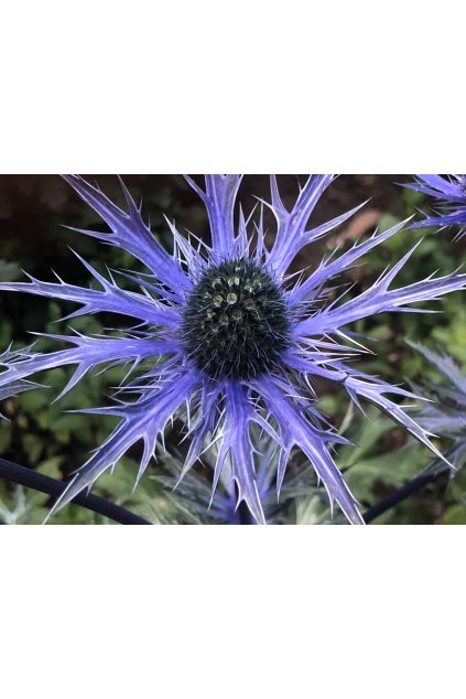 Eryngium SEA HOLLY