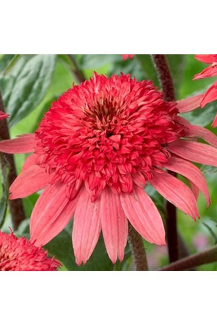 raspberry truffle echinacea hybrida 79278 2