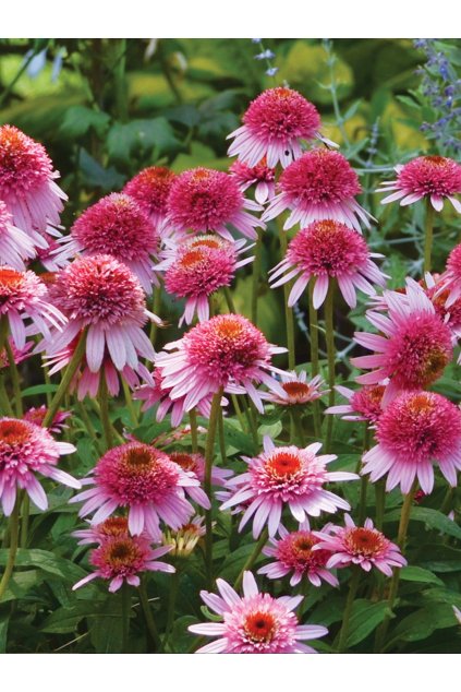 Echinacea purpurea BUTTERFLY KISSES