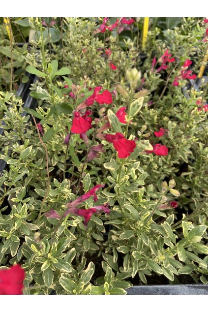Salvia greggii variegata - šalvěj broskvová