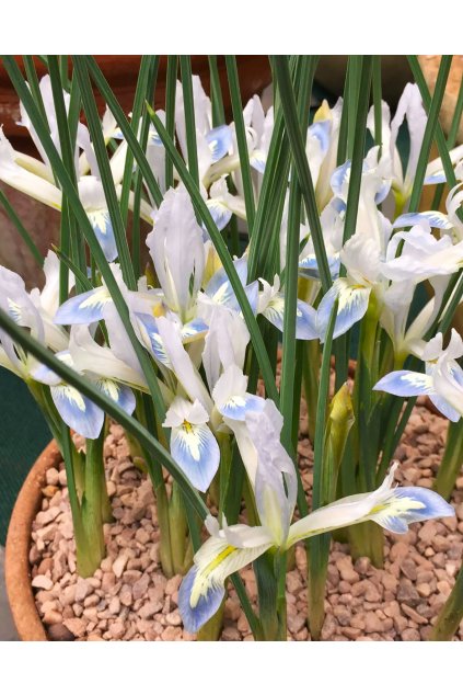 Iris reticulata Frozen Planet