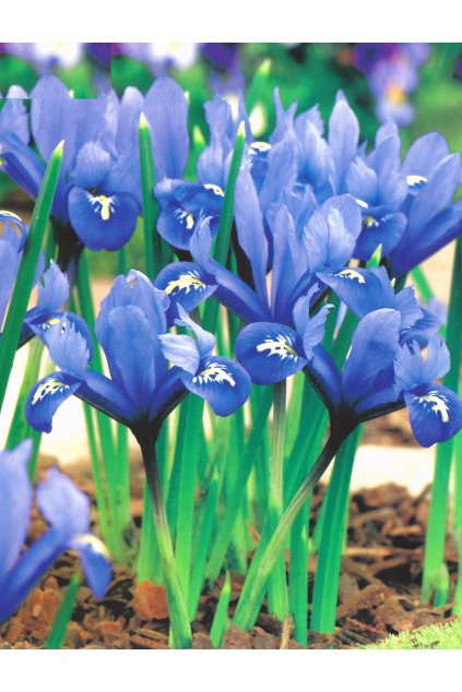 Irys reticulata Harmony