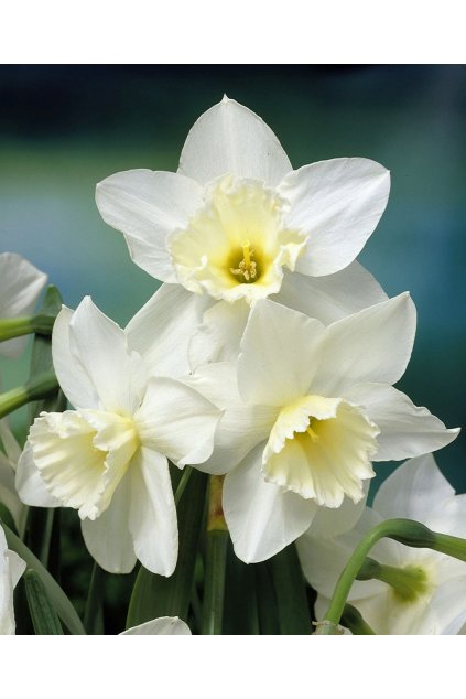 Narcis TRESAMBLE 2
