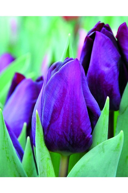 Tulipán Purple Lady