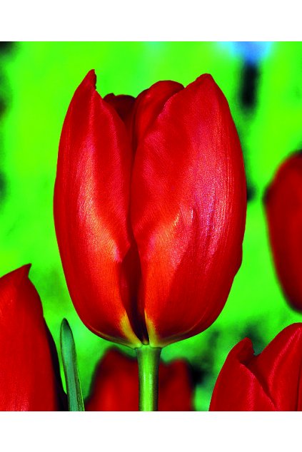 Tulipán Lalibela