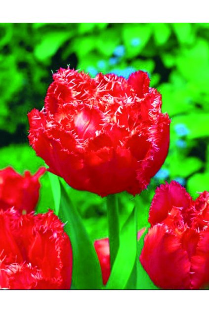 Tulipán Petticoat