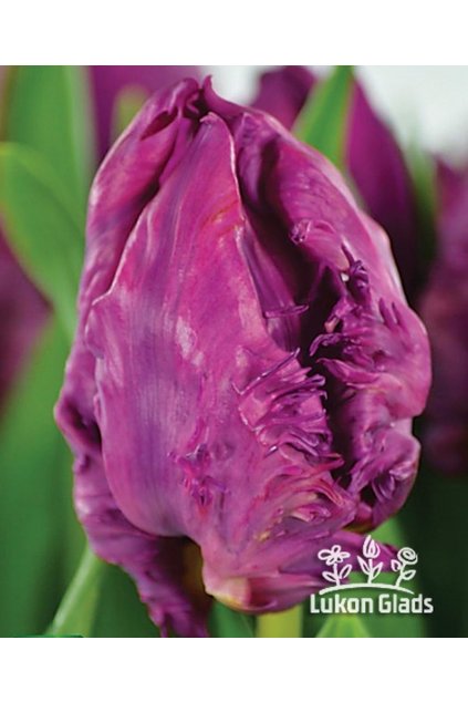 Tulipán PARROT PRINCE