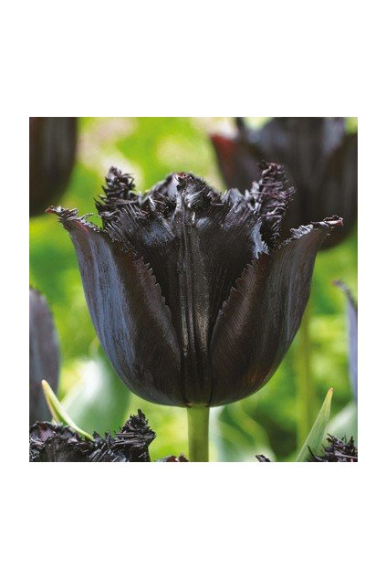 Tulipán FRINGED BLACK