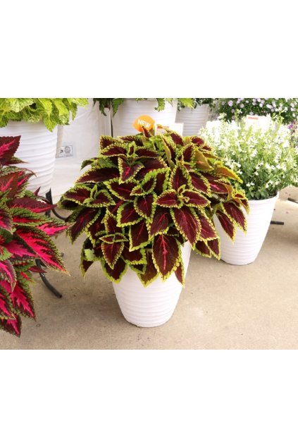 Coleus ALLIGATOR ALLEY (1)