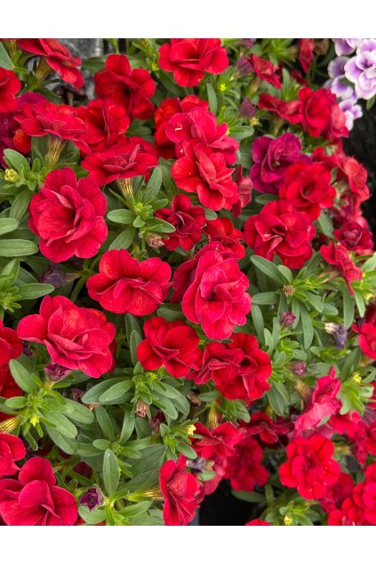 Calibrachoa MF Uno Double Red24 08992 (2)