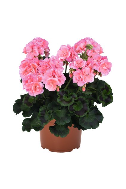 Pelargonium Green Idols Salmon