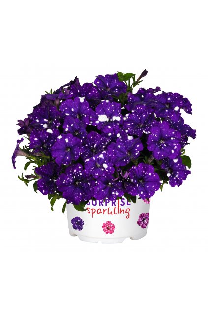 Petunia Surprise Sparkling BLUE (5)