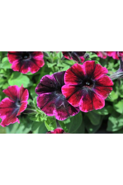 Petunia sweetunia JOHNY FLAME (10)