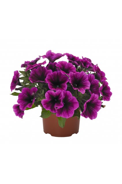 Petnia Sweetunia PURPLE GEM (5)