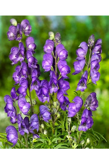 Aconitum napellus BLUE