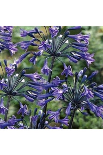 Agapanthus Back in Black