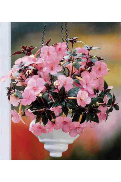 Achimenes PEACH BLOSSOM