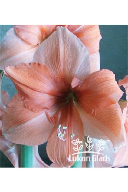 Amaryllis RILONA