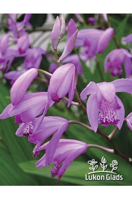 Bletilla striata