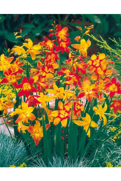 Crocosmia LARGE MIX