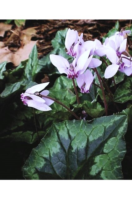 Cyclamen persicum