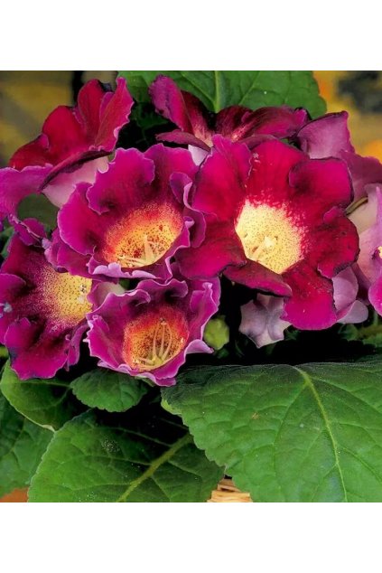 Gloxinia Hollywood