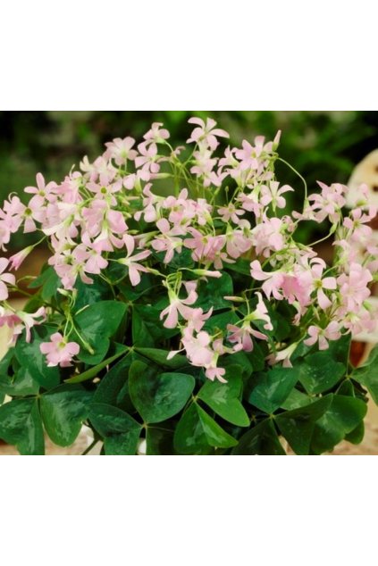 Oxalis triangularis Fanny