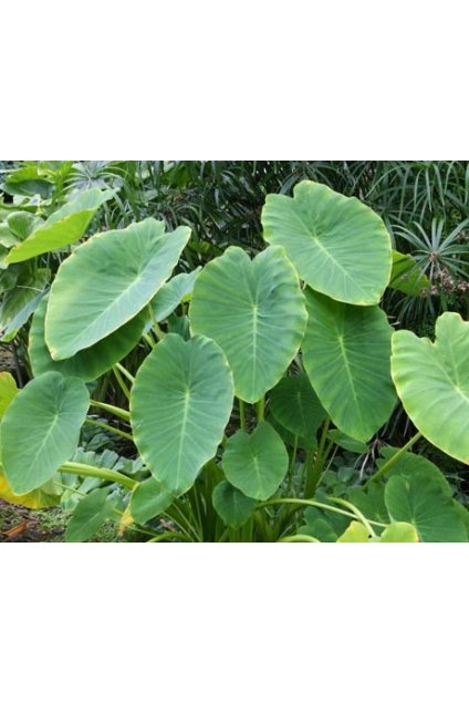 Colocasia esculenta