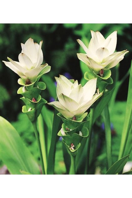 Curcuma White Wonder