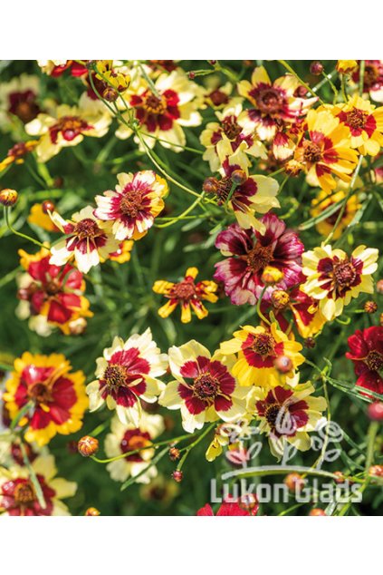 Coreopsis mix