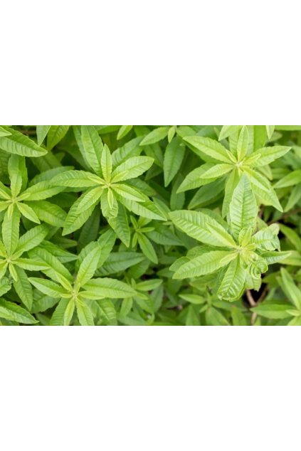 Aloysia triphylla aloisie, citronová verbena