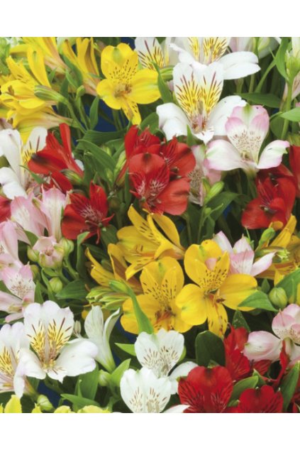 Alstroemeria ligtu hybrids