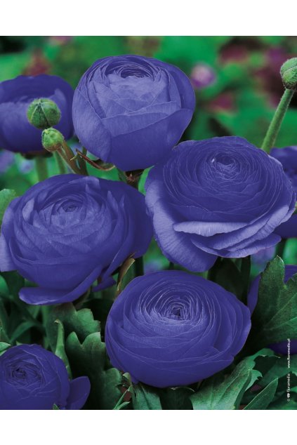 Ranunculus modrý