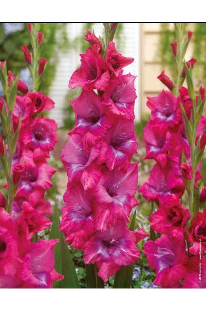 Gladiolus LUMIERRE