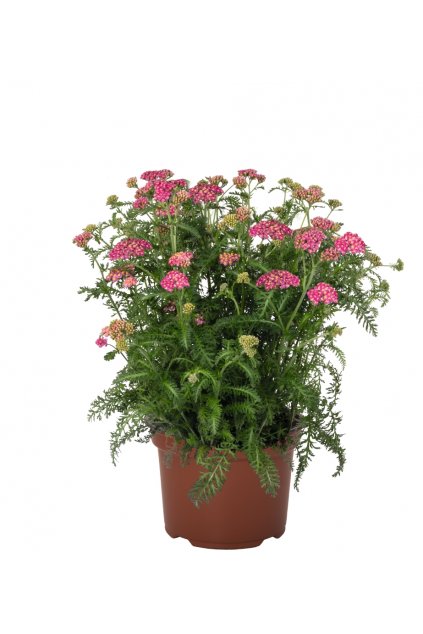 Achillea Skysail Bright Pink (2)