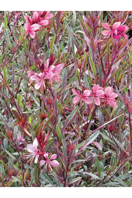 Gaura Passionate Rainbow (3)