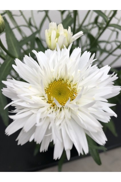 Leucanthemum SWEET DAISY REBECCA (1)