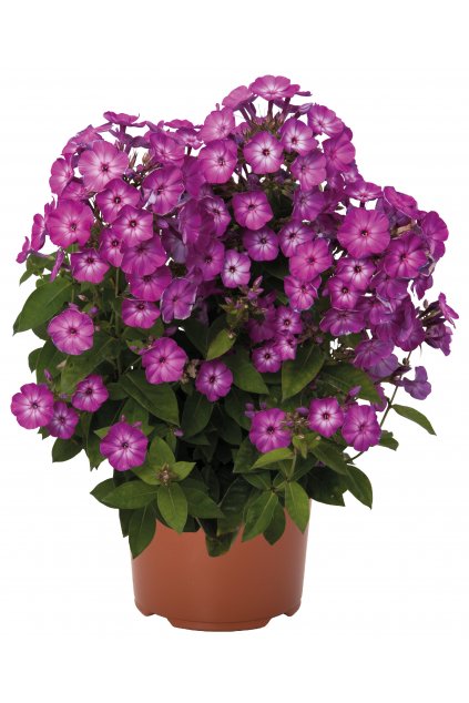 Phlox Flame® Purple Eye (4)