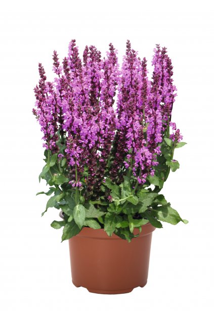 Salvia Royal Magenta (2)