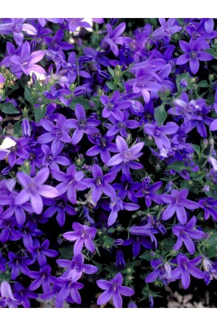 Campanula portenschlagiana Dome Blue