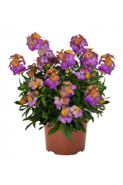 Erysimum BERRY LEMONADE (2)
