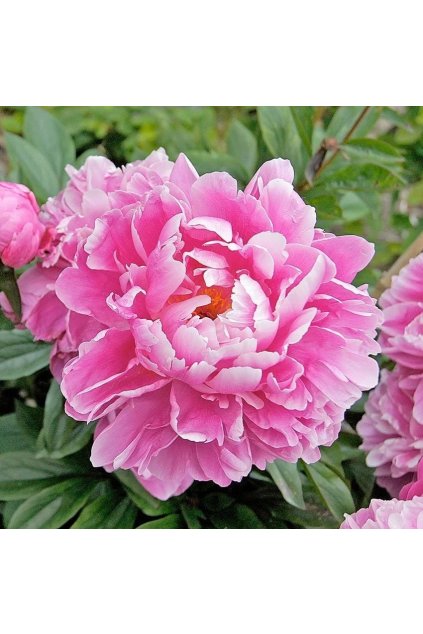 Paeonia ALEXANDER FLEMING