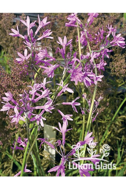 Tulbaghia violacea - česneková tráva