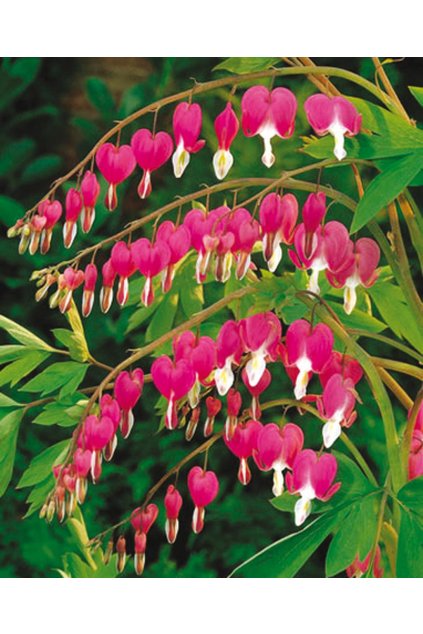 Dicentra spectabilis - srdcovka nádherná, srdíčko