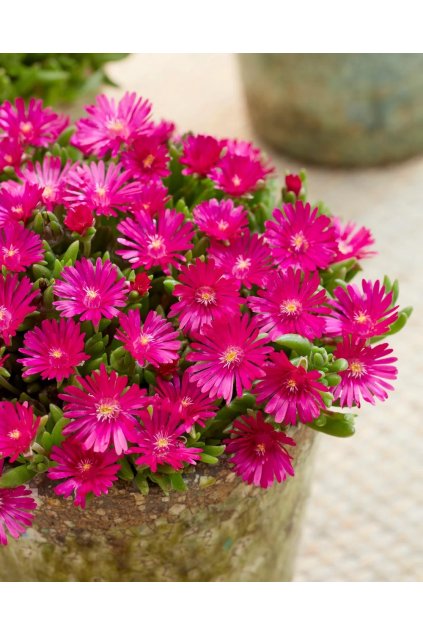 Delosperma cooperi Ice Cream™ Fuchsia 41619 C 1