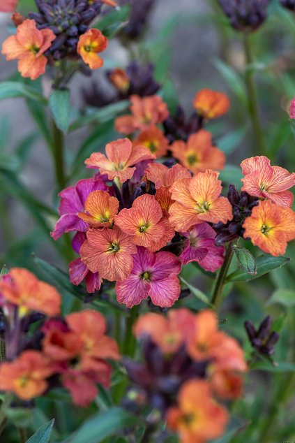 constant cheer erysimumhybridum 74709 1