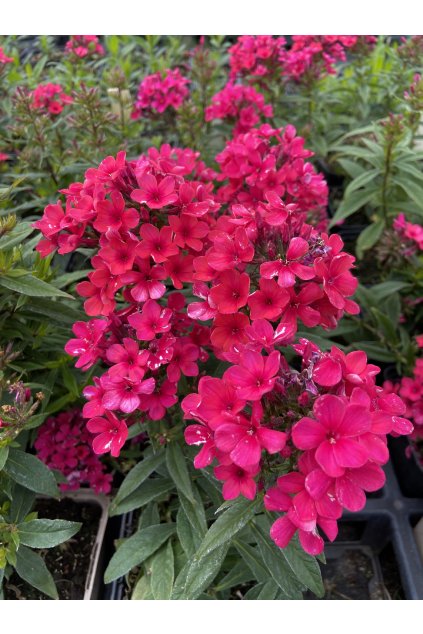 Phlox paniculata EARLY RED - plamenka, flox